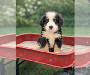 Bernese Mountain Dog Puppy for sale in DUNDEE, OH, USA