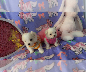 Maltese Puppy for Sale in ALTAMONTE SPRINGS, Florida USA