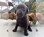 Small #2 Labrador Retriever