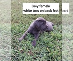 Puppy Button Cane Corso