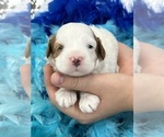Small Photo #7 Cavapoo Puppy For Sale in BULLARD, TX, USA