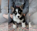 Small #9 Pembroke Welsh Corgi