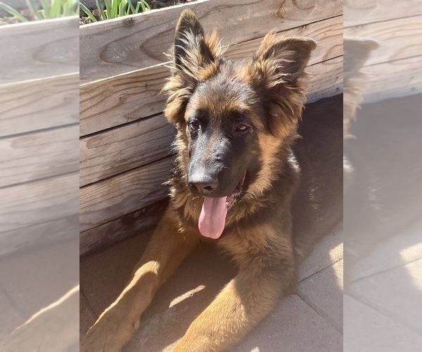 Medium Photo #22 German Shepherd Dog Puppy For Sale in HESPERIA, CA, USA