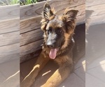 Small Photo #22 German Shepherd Dog Puppy For Sale in HESPERIA, CA, USA