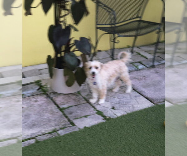 Medium Photo #4 Maltese-Unknown Mix Puppy For Sale in Plantation, FL, USA