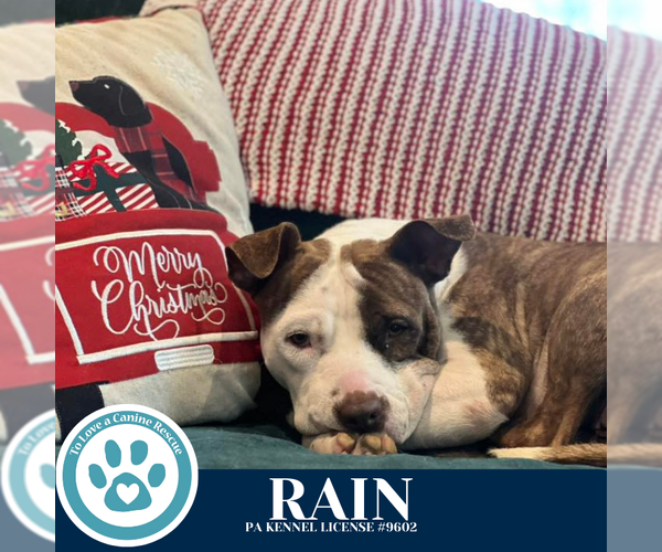 Medium Photo #4 Mutt Puppy For Sale in Kimberton, PA, USA