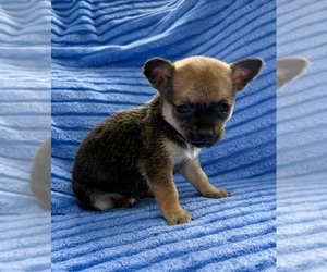 Chihuahua Puppy for Sale in FAIR HAVEN, Michigan USA