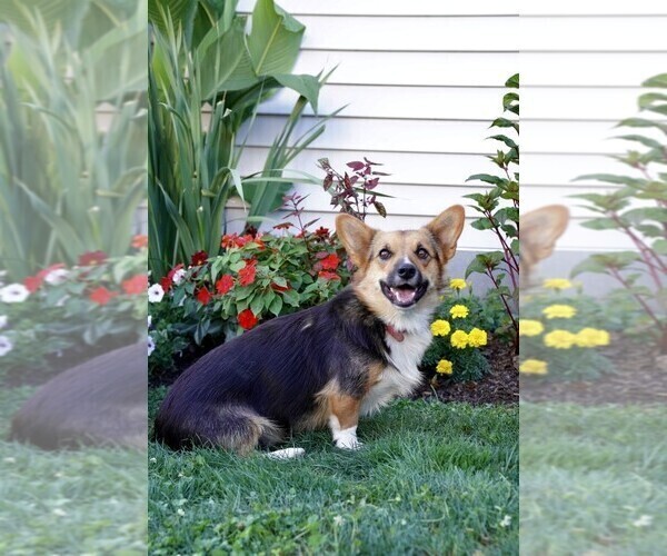 Medium Photo #1 Pembroke Welsh Corgi Puppy For Sale in PARADISE, PA, USA