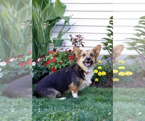 Mother of the Pembroke Welsh Corgi puppies born on 06/23/2025