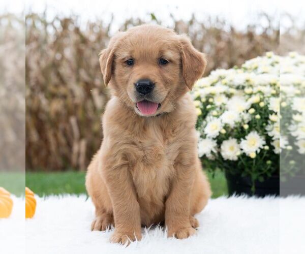 Medium Photo #4 Golden Retriever Puppy For Sale in NEWPORT, PA, USA