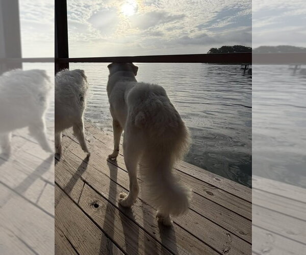Medium Photo #6 Great Pyrenees Puppy For Sale in Dallas, TX, USA