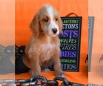 Small Photo #3 Australian Labradoodle Puppy For Sale in ASPERMONT, TX, USA