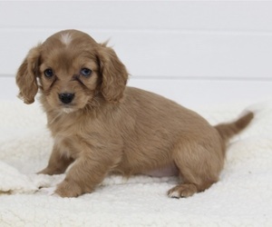 Cavapoo Puppy for sale in FREDERICKSBURG, OH, USA