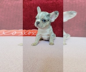 French Bulldog Puppy for sale in PROSPER, TX, USA