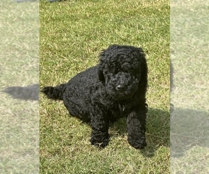 Poodle (Standard) Puppy for sale in GRANITEVILLE, SC, USA