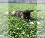 Puppy 3 Akita