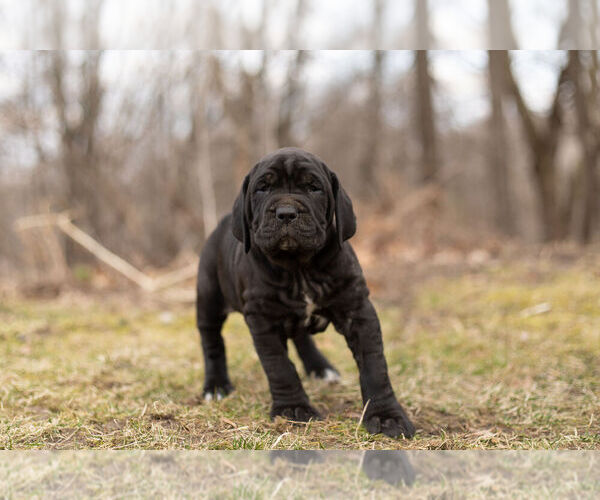 Medium Photo #1 Mastiff-Neapolitan Mastiff Mix Puppy For Sale in BRISTOL, IN, USA