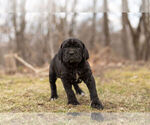 Small Photo #1 Mastiff-Neapolitan Mastiff Mix Puppy For Sale in BRISTOL, IN, USA