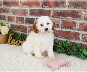 Cavapoo (Miniature) Puppy for sale in SYRACUSE, IN, USA