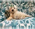 Small Photo #14 Poodle (Standard) Puppy For Sale in LAKELAND, FL, USA