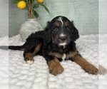 Small #4 Bernedoodle (Miniature)