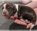 Puppy Home Depot English Springer Spaniel