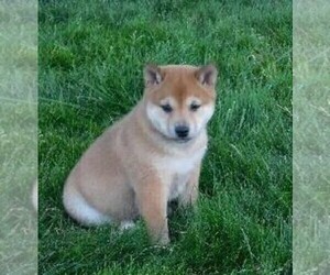 Shiba Inu Puppy for sale in FREDERICKSBG, OH, USA
