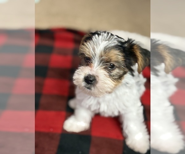 Medium Photo #4 Yorkshire Terrier Puppy For Sale in KATY, TX, USA