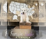 Puppy Purple female German Shepherd Dog