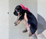 Small #17 German Shepherd Dog