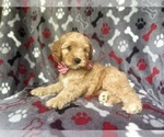 Small #3 Cavapoo