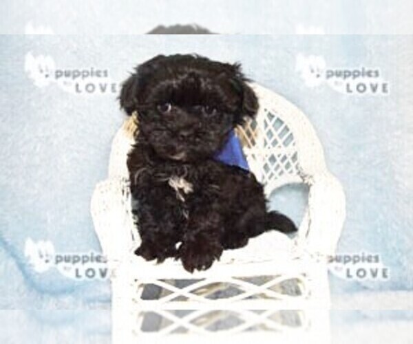 Medium Photo #9 Maltipoo Puppy For Sale in SANGER, TX, USA