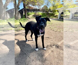German Shepherd Dog-Unknown Mix Dogs for adoption in Escondido, CA, USA