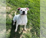 Small #2 Bullboxer Pit