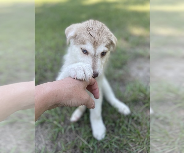 Medium Photo #28 Siberian Husky Puppy For Sale in HILLISTER, TX, USA