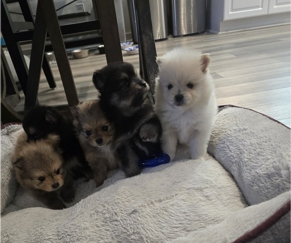 Medium Photo #1 Pomeranian Puppy For Sale in MENIFEE, CA, USA