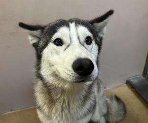 Siberian Husky Dogs for adoption in Martinez, CA, USA