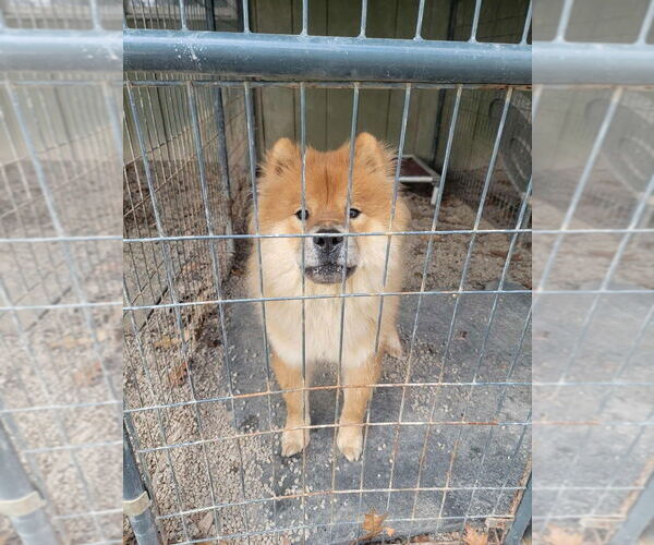 Medium Photo #1 Chow Chow Puppy For Sale in Benton, PA, USA