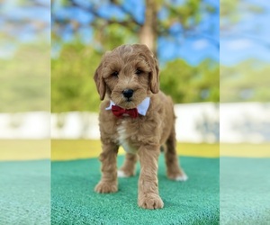 Goldendoodle (Miniature) Puppy for sale in FROSTPROOF, FL, USA