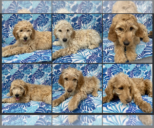 Goldendoodle Puppy for sale in Maple Ridge, British Columbia, Canada