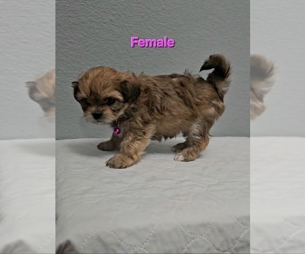 Medium Photo #3 Yo-Chon Puppy For Sale in CHEYENNE, WY, USA