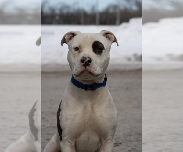 Medium Photo #7 Mutt Puppy For Sale in Rustburg, VA, USA