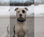Small #6 Mutt