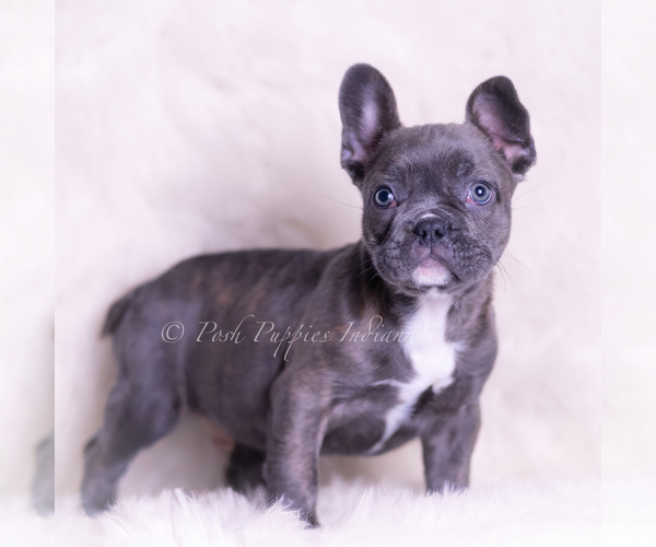 Medium Photo #3 French Bulldog Puppy For Sale in WARSAW, IN, USA