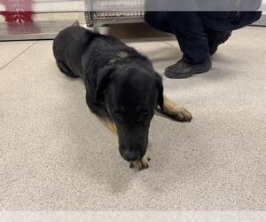 Shepweiller Dogs for adoption in Riverside, CA, USA