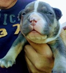 American Bully Puppy for sale in CONVERSE, TX, USA