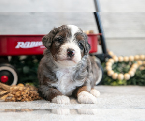 Goldendoodle (Miniature) Puppy for sale in MIDDLEBURY, IN, USA