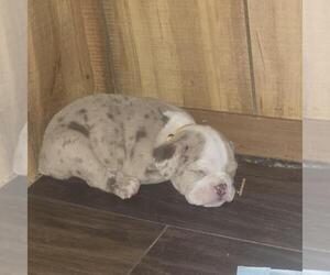 Medium Olde English Bulldogge