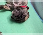 Small American Bandogge mastiff