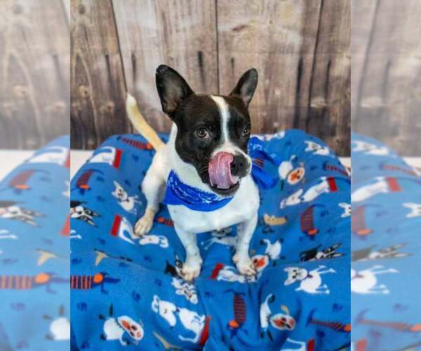Medium Photo #2 Boston Terrier-Unknown Mix Puppy For Sale in Kennesaw, GA, USA